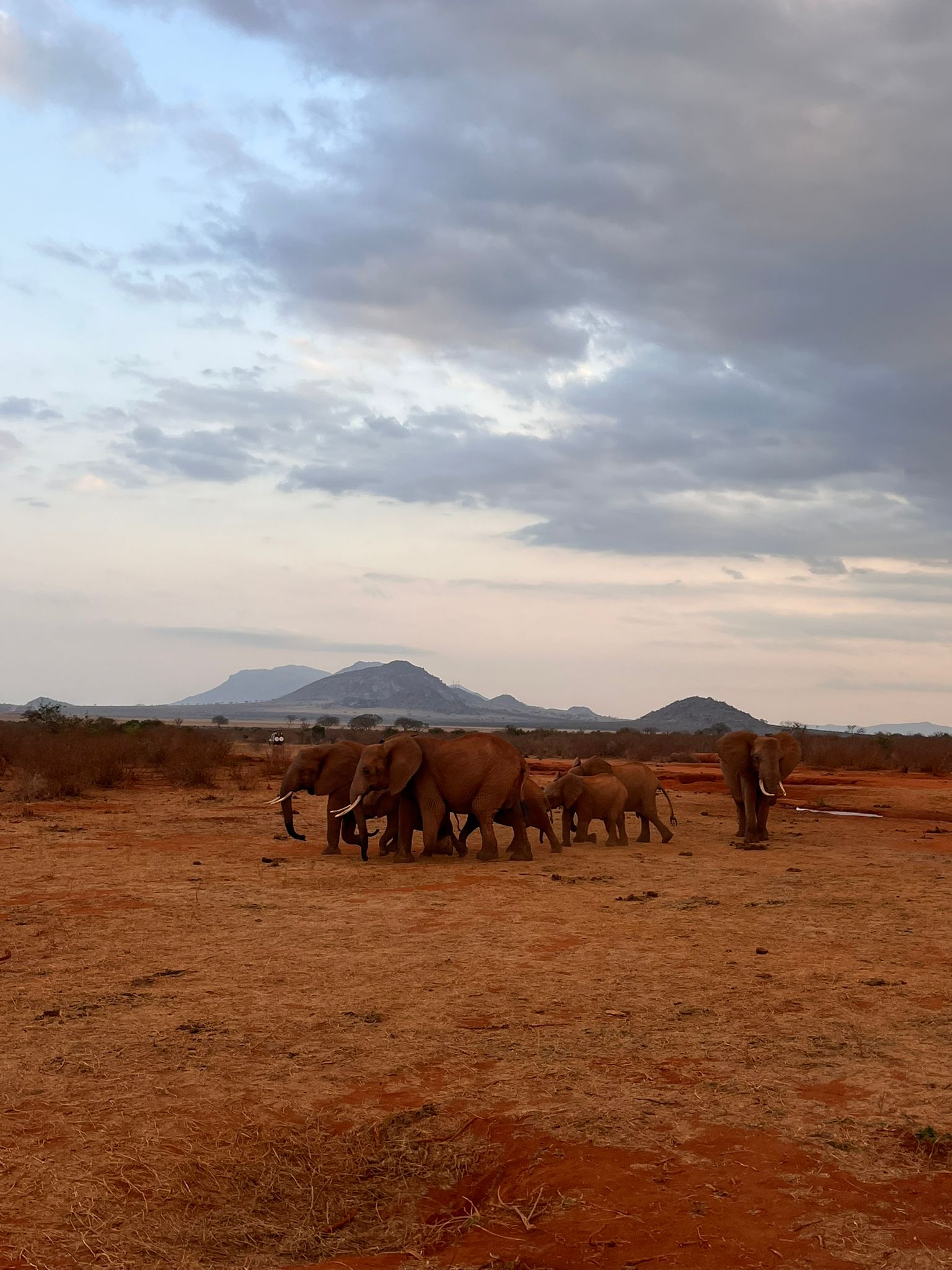 Elefanti Tsavo