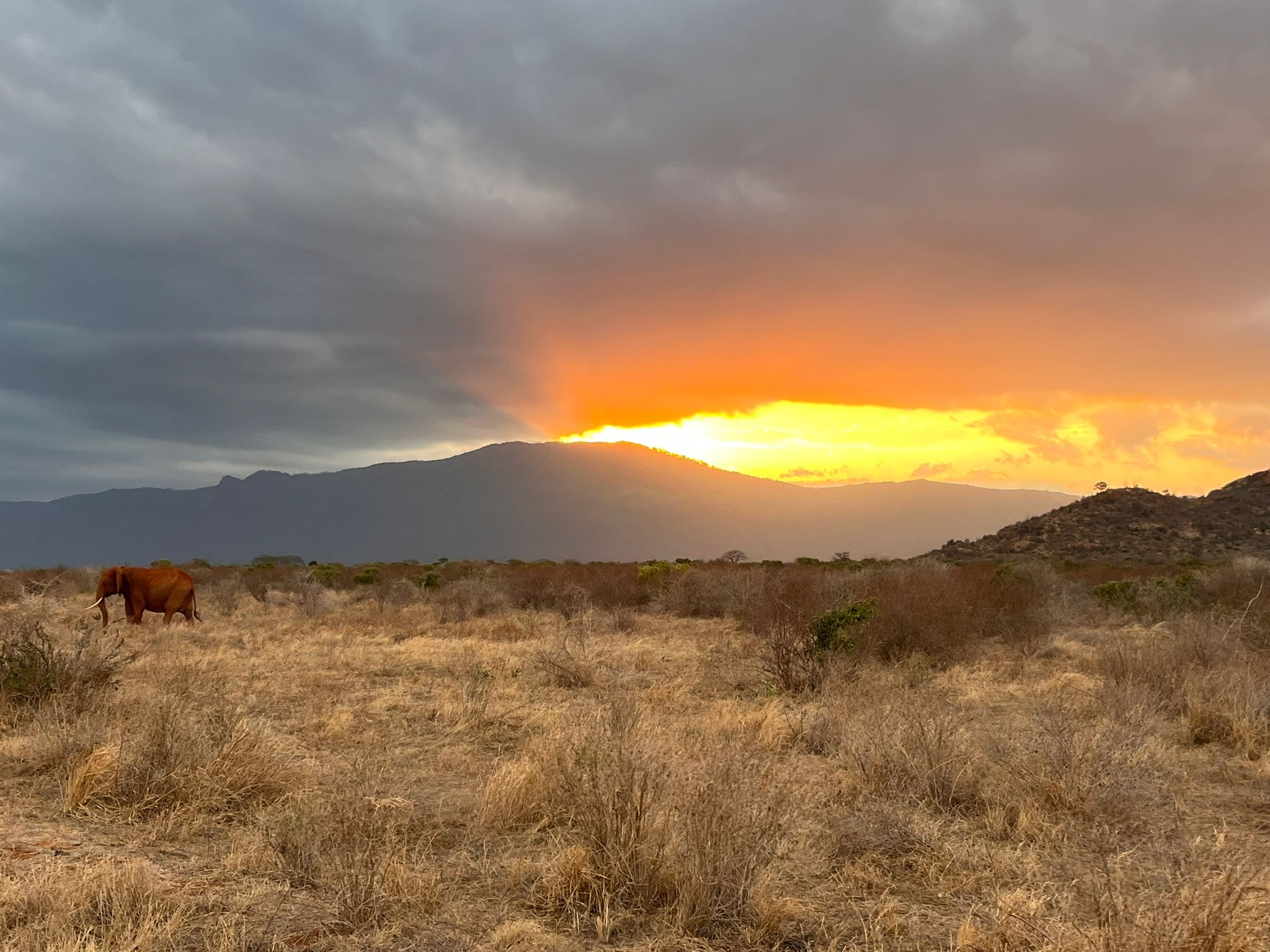 Tsavo