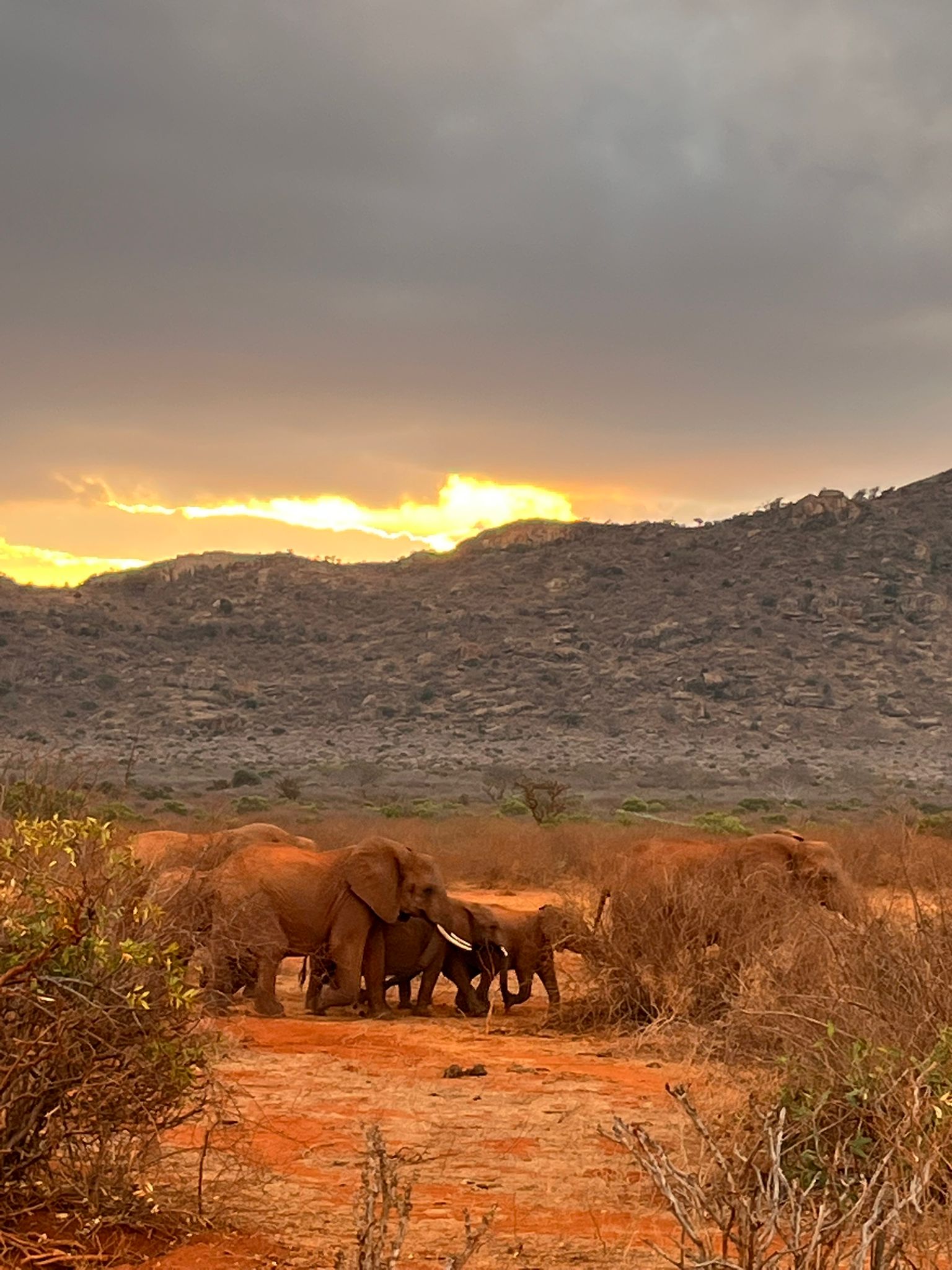 Tsavo Est savana
