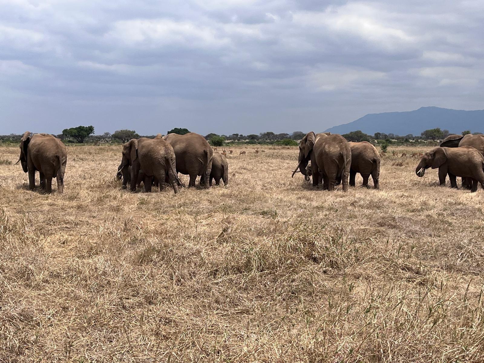 Tsavo